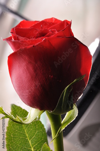 rosa roja, flor, naturaleza, bellaza natural, amor, obsequio mujer, mujer, sensualidad,  photo
