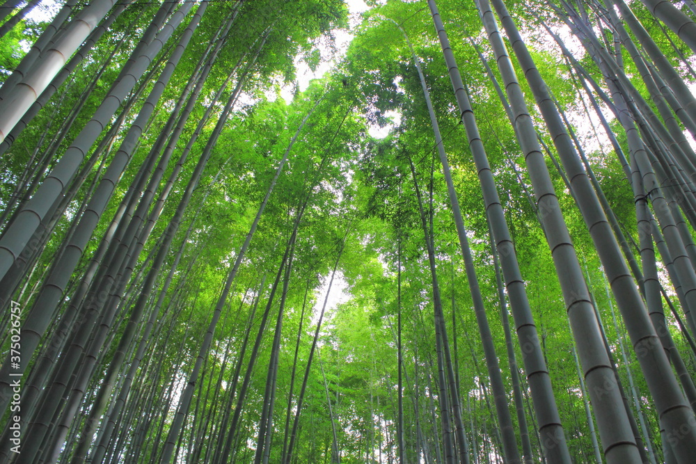 日本の竹林風景