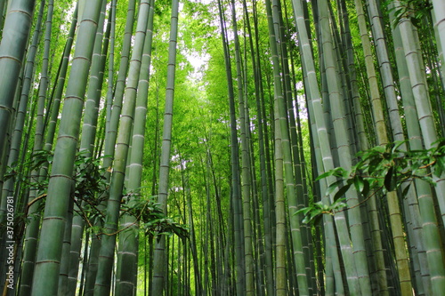 日本の竹林風景