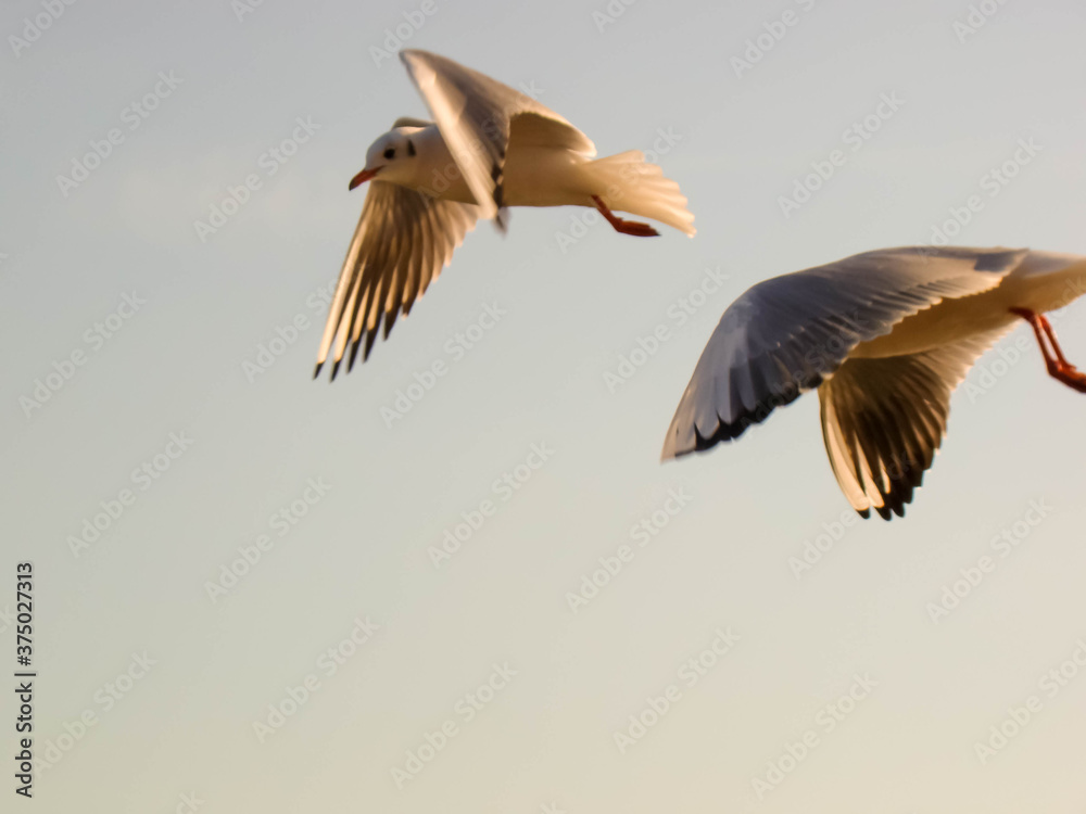 Obraz premium amazing tern couple flying at Sea of Galilee