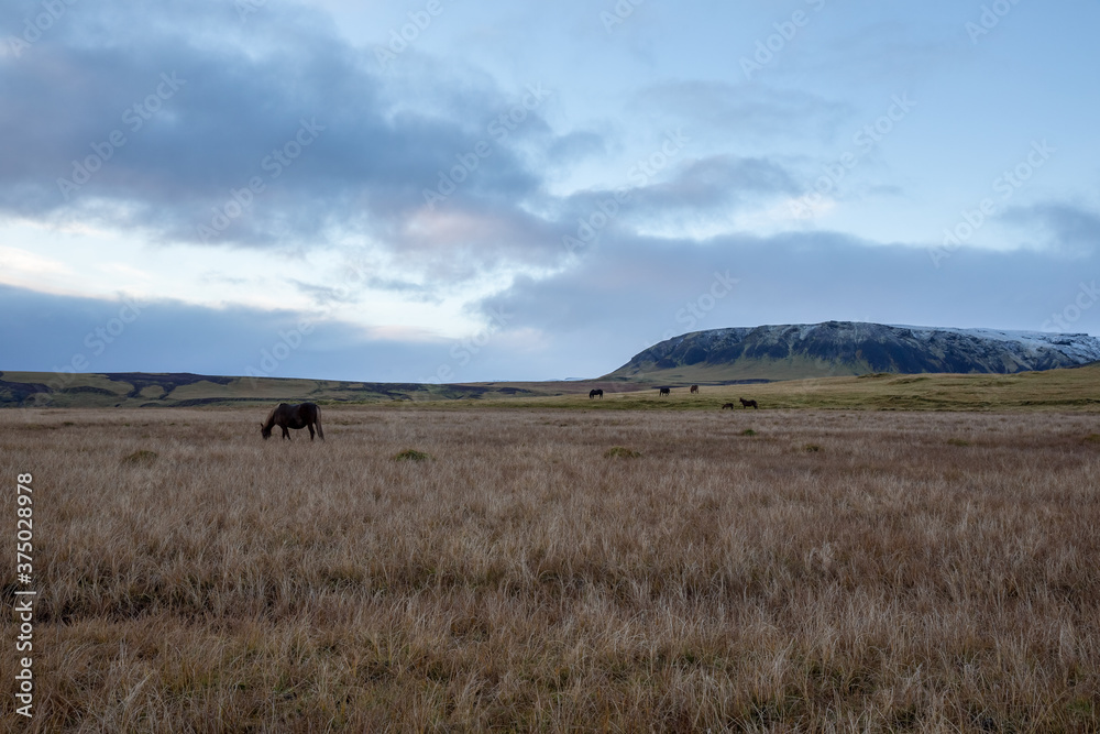blue hour in Iceland with horses in field