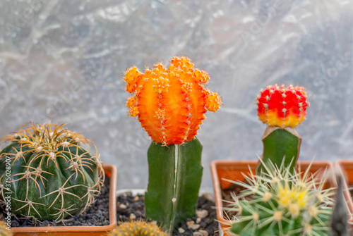 Rows of orange, pink, dark violet Gymnocalycium cactus are in nursery plate