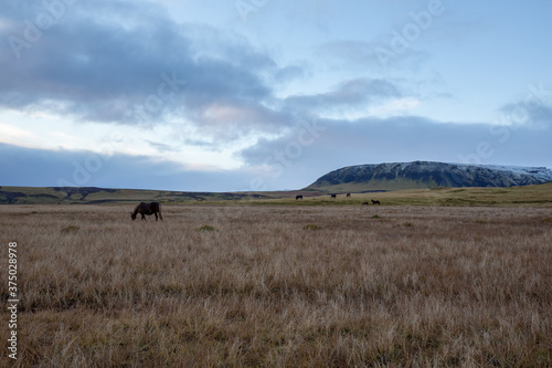 blue hour in Iceland with horses in field