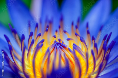 close up of yellow flower