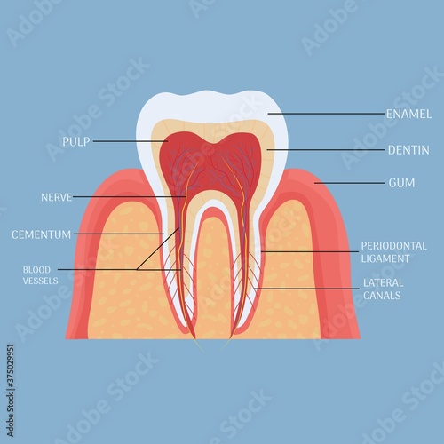 Human tooth anatomy, medical, dental model. Colorful, detailed object. 