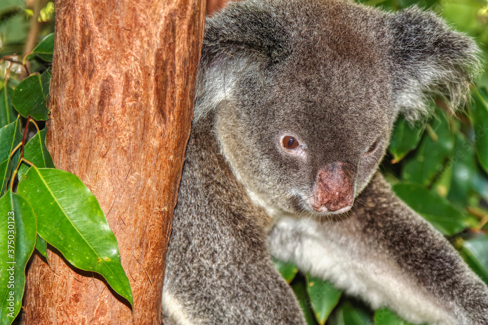 Fototapeta premium Cute Australian Koala in a tree