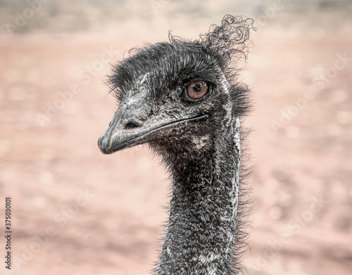 close up of emu head photo