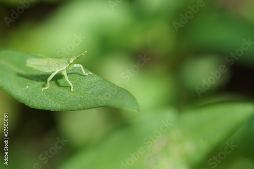 vegetable grasshopper © Una