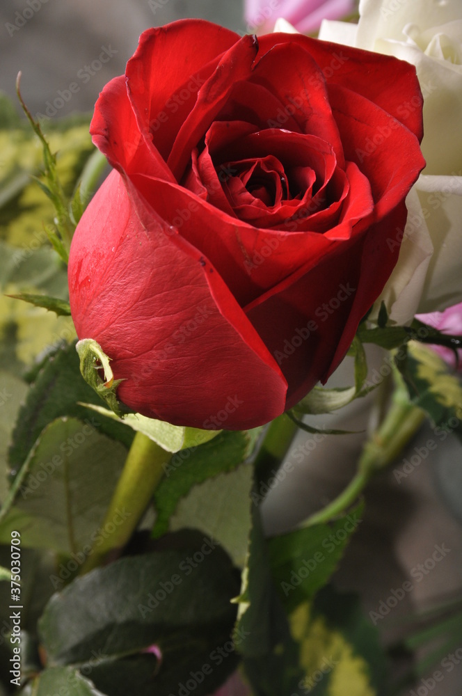 Rosas rojas hermosas, naturaleza expresiva, rojas, amor, cariño,  comprension, creacion divina, mensaje de amor foto de Stock | Adobe Stock