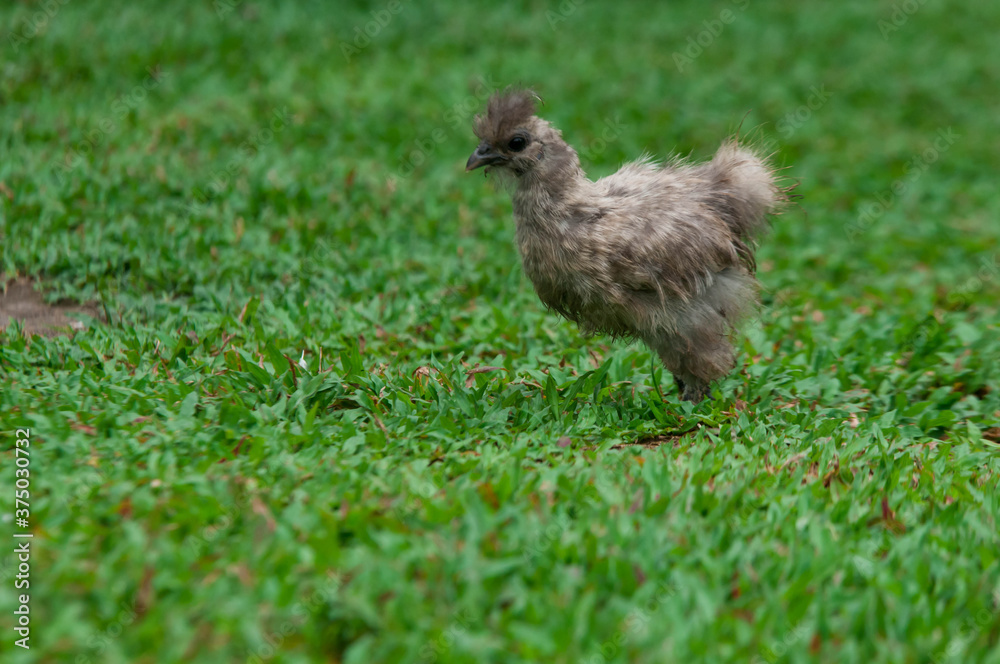 chicken in grass chicken in grass