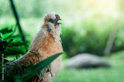 little bird in the grass © Tongsai Tongjan