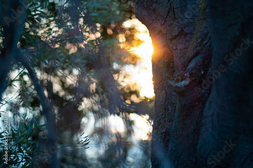 light in the trees