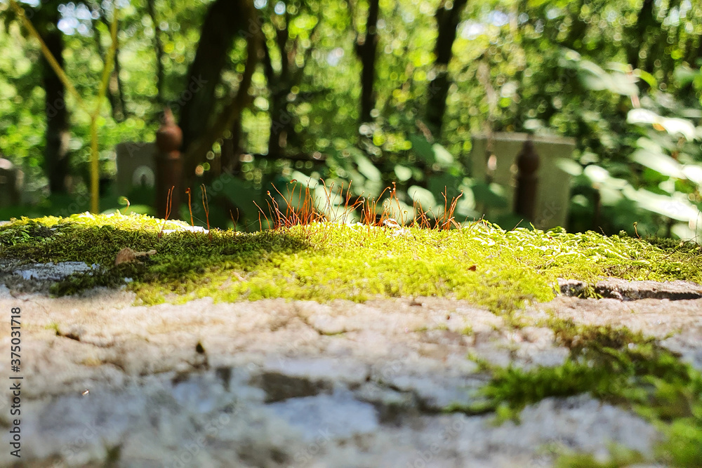 Fototapeta premium Red seed shoots on moss. Broken granite slab.