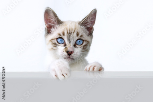 Cat kitten hanging over blank poster or board