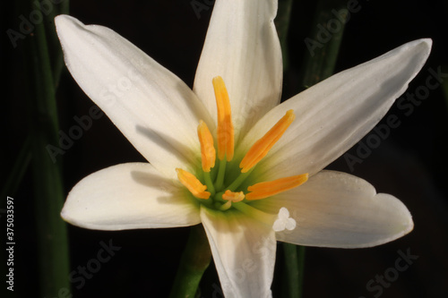 Fototapeta Naklejka Na Ścianę i Meble -  full blooming white zephyranthes flowers