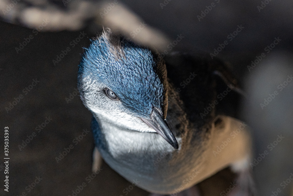 Naklejka premium The penguin colony is at the St. Kilda Pier, down the far end past the kiosk, called the St. Kilda breakwater.