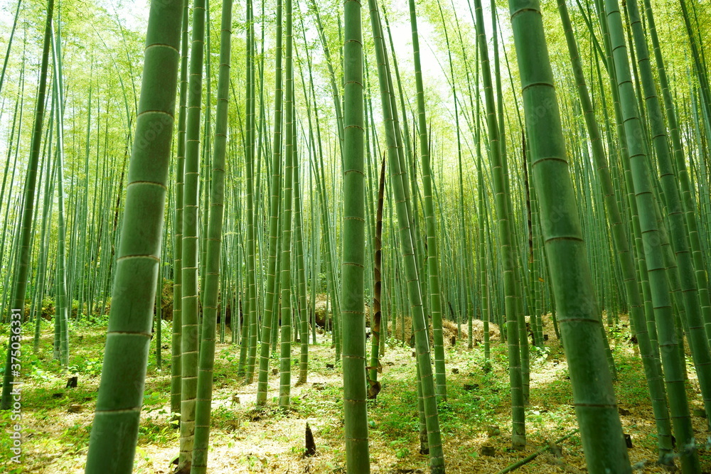 Fototapeta premium 京都 嵐山 竹林