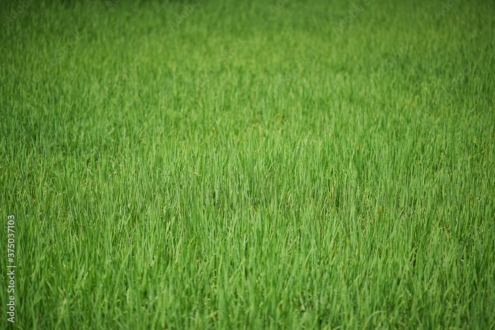 young rice are growing in the paddy field.
