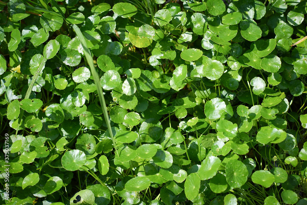 Fototapeta premium Asiatic Leaves Background Using as a wallpaper.
