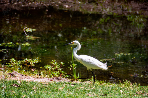 Snowy Egret walking awkwardly, with its long, skinny black legs and yellow feet, on the grass next to a lake in a park in Huntington Beach, California.