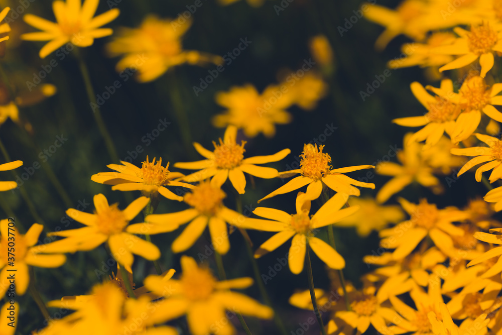 Fotografie Yellow Daisies With a Dark Green Background