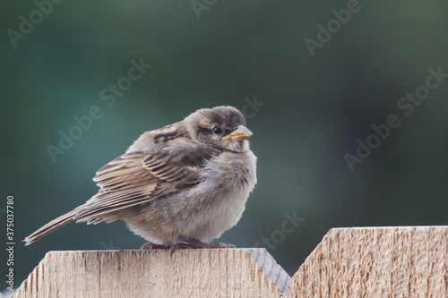 Fluffy Sparrow Perched on a Fence