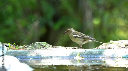 bird by the pool in the garden