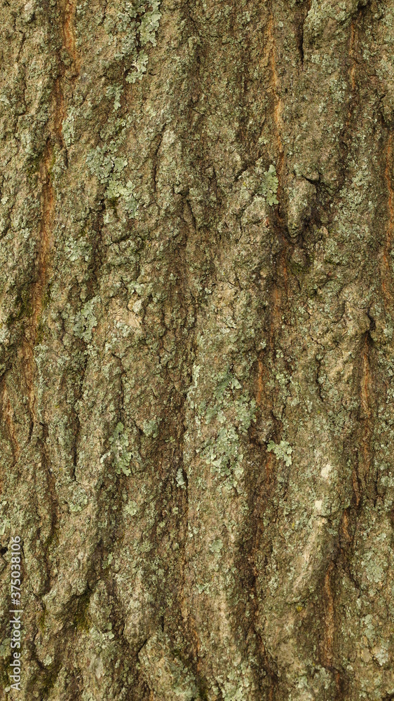 Obraz premium tree bark texture