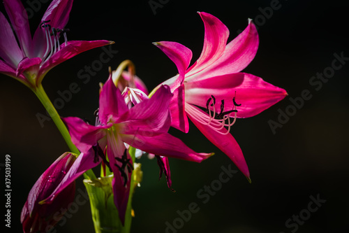 Stark Contrast Image of Pink flowers