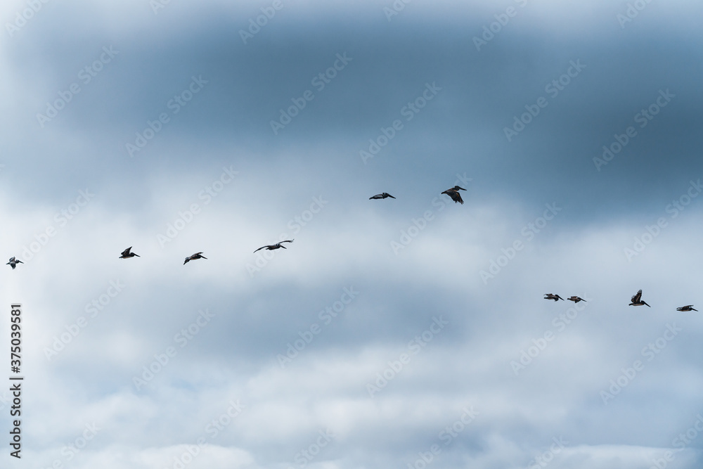 Cloudy sky and silhouettes of flying birds