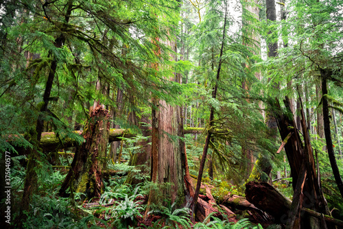 Eden Grove Old Growth Forest On Vancouver Island