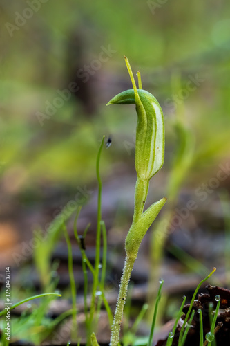 A terrestrial orchid known as Dwarf Greenhood (Pterostylis nana) photo