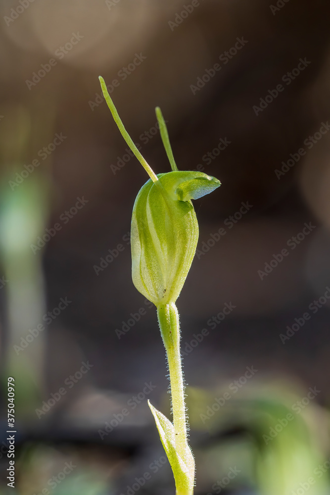 Obraz premium A terrestrial orchid known as Dwarf Greenhood (Pterostylis nana)