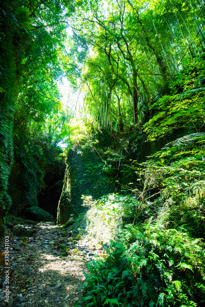 Obraz premium 湿度の世界