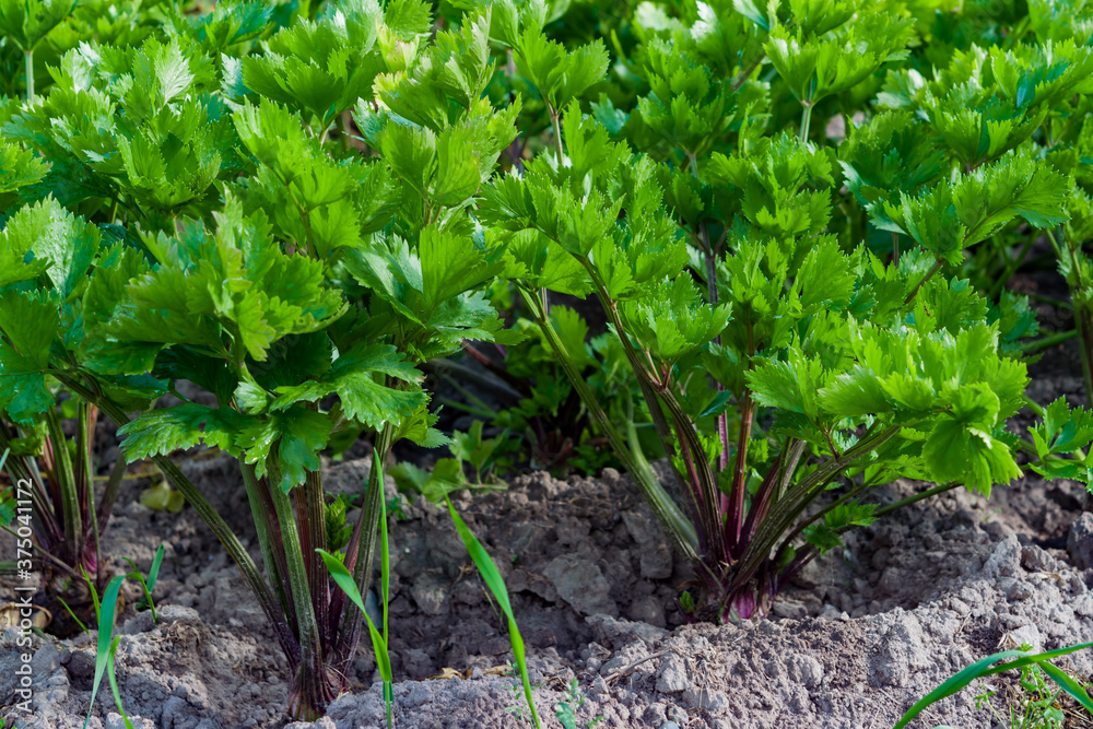 Large stalks of green celery.The cultivation of the useful spices on a bed Large stalks of green celery.The cultivation of the useful spices on a bed