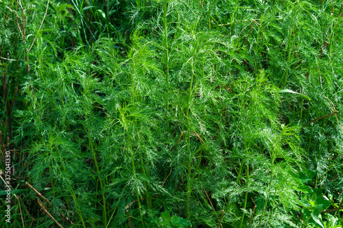 Large stalks of green dill. The cultivation of the useful spices on a bed
