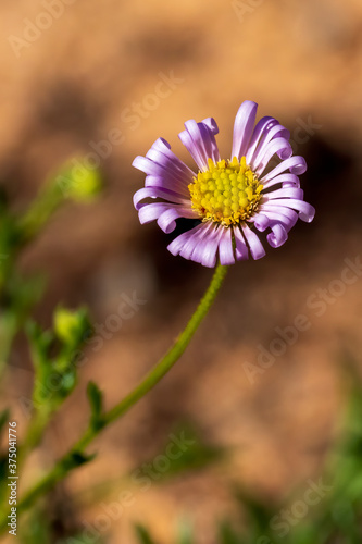 Variable Daisy  Brachscome ciliaris  is a small bushy perennial herb with flower heads that range in colour from white to mauve  with yellow centre.