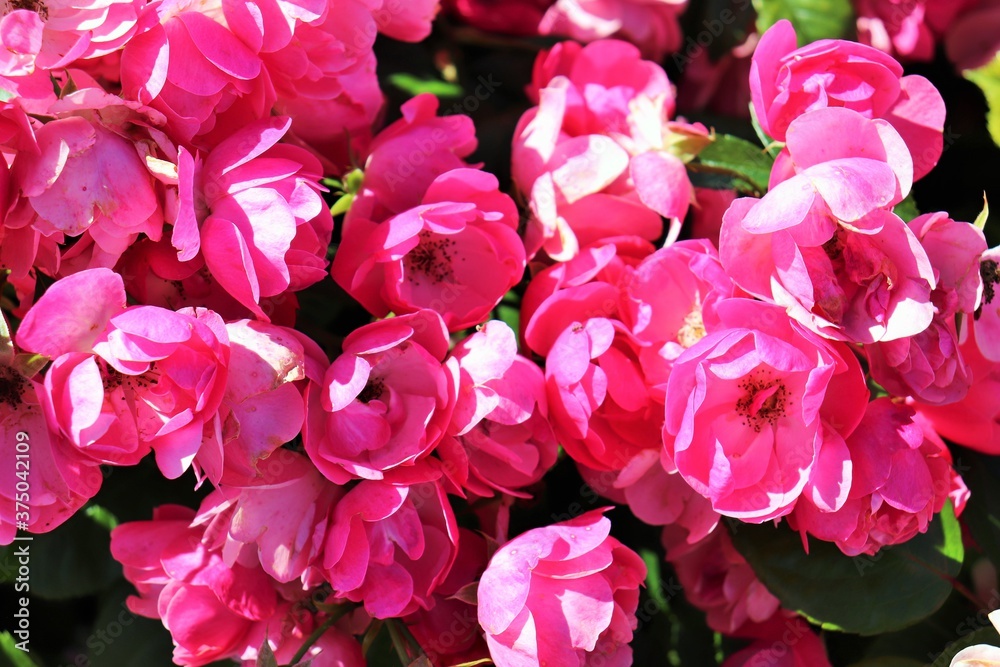 
Small blooming red garden roses