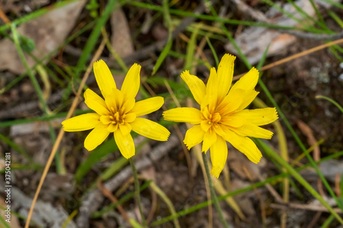 Yam Daisy (Microseria lanceolota) is a perennial herb also known as murnong. It has a rosette of toothed long and narrow leaves, yellow flowers from spring to autumn, and edible tuberous roots.
