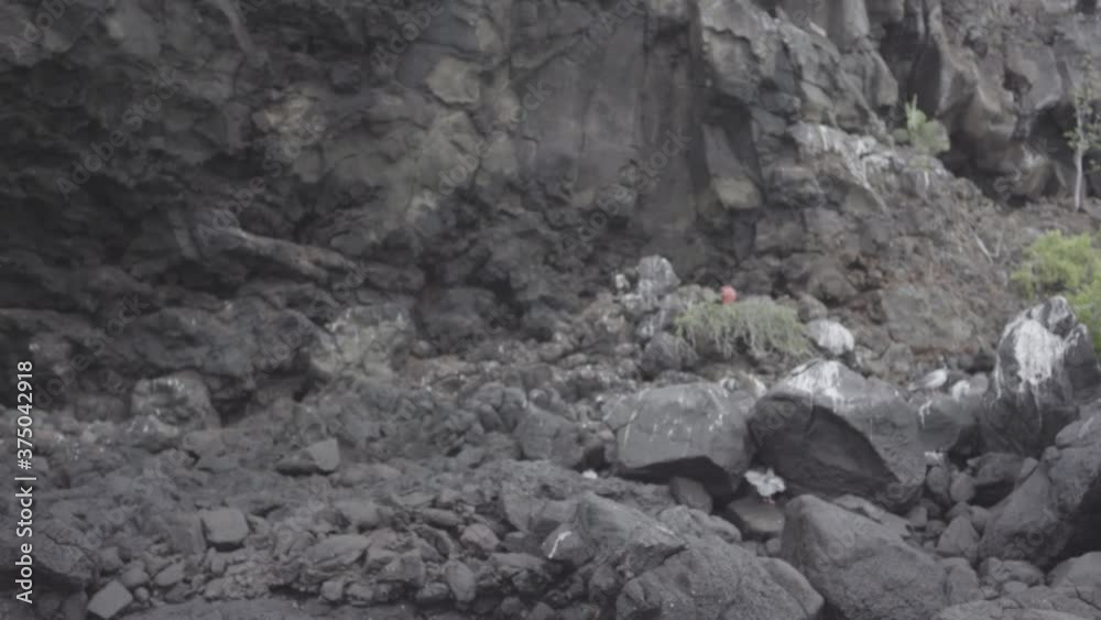 A frigate and his red chest can be seen standing on the volcanic black rocks and green plants of the Galapagos island. A white bird is also standing closer to the shore. A frigate and his red chest can be seen standing on the volcanic black rocks and green plants of the Galapagos island. A white bird is also standing closer to the shore.