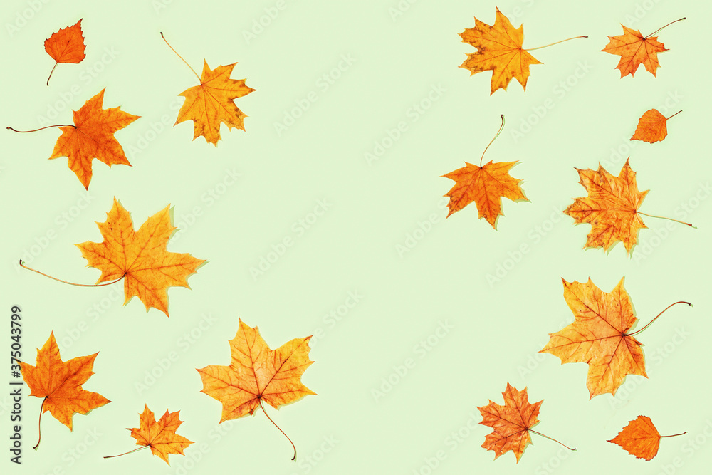 Beautiful yellow autumnal leaves of maple and birch on light green color paper.