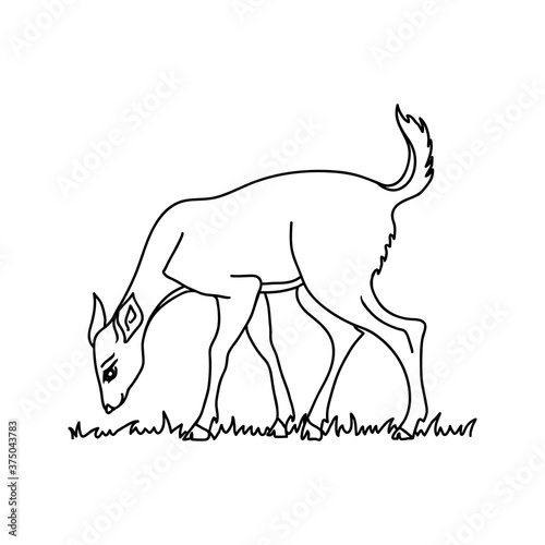 Doe deer vector illustration. Line drawing of woodland animal, standing side view. Fawn eating grass.