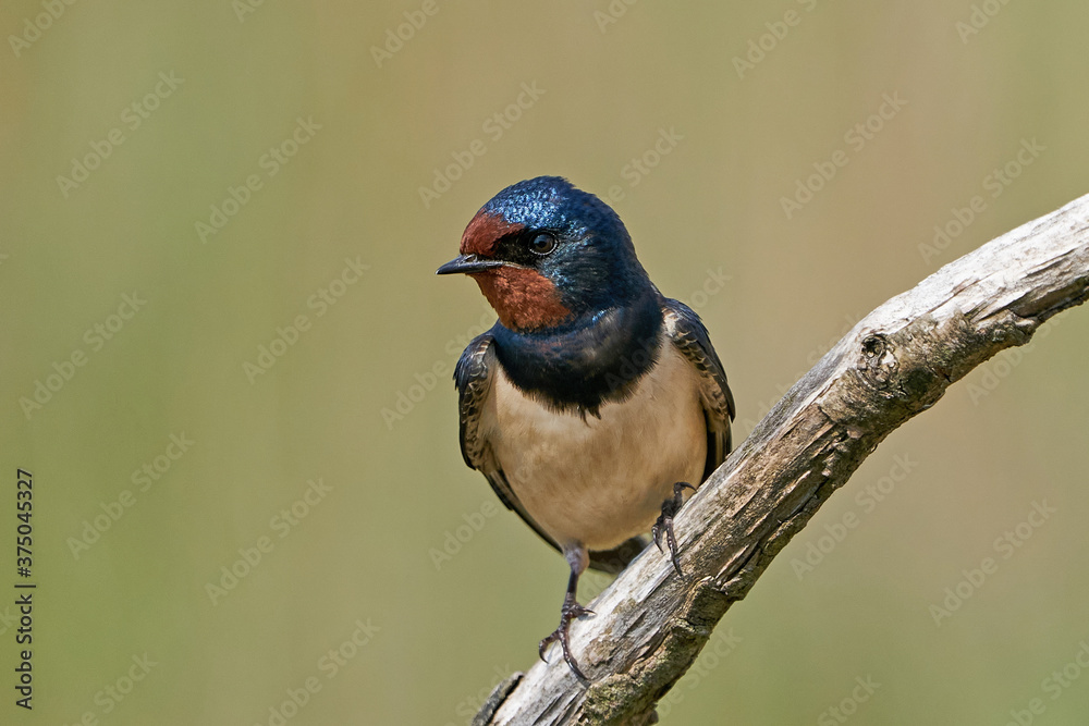 Fototapeta premium Barn swallow (Hirundo rustica)