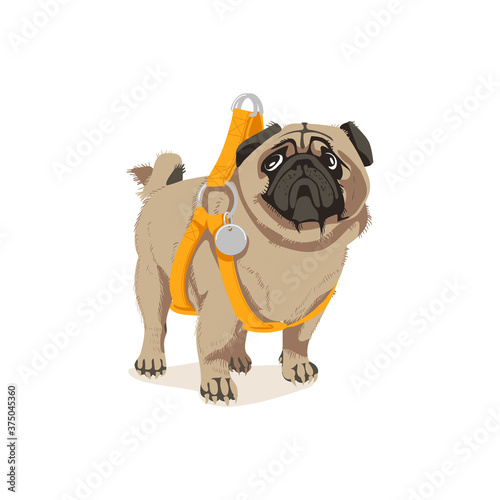 Cute pug dog pet in harness. Adorable friendly purebred chubby pet animal wearing leather accessory cartoon vector illustration isolated on white background