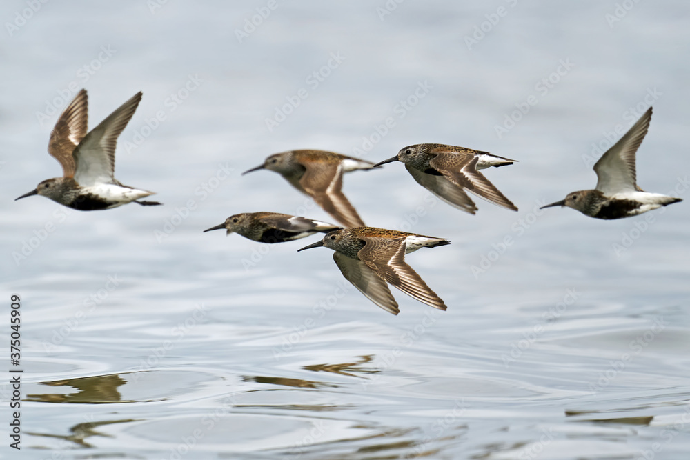 Fototapeta premium Dunlin (Calidris alpina)