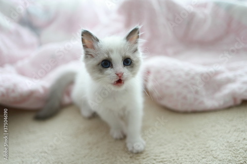 푸른눈을 가진 귀여운 랙돌 새끼 고양이