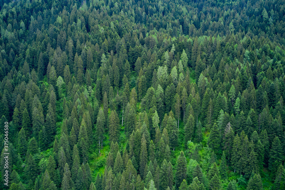 Alpine spruce forest on a hill. Plantation of spruce trees. Top down aerial view. Green spruce on the slope aerial view from the side. Aerial top view of summer green trees in forest in rural