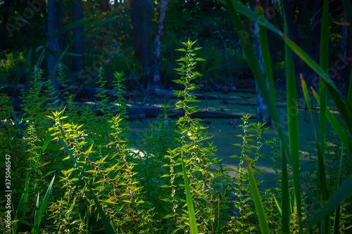 green it European on the Bank of the swamp photo