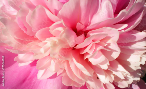 Fototapeta Naklejka Na Ścianę i Meble -  a little blurry pink flowers peonies close-up