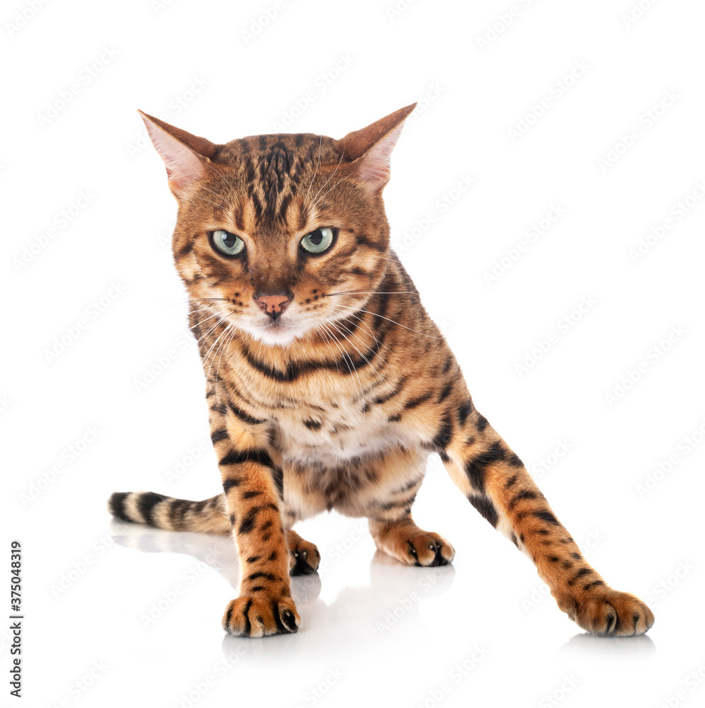 bengal cat in studio bengal cat in studio